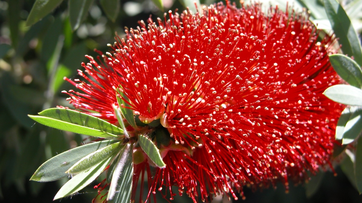 Sowing Seeds Of Beauty