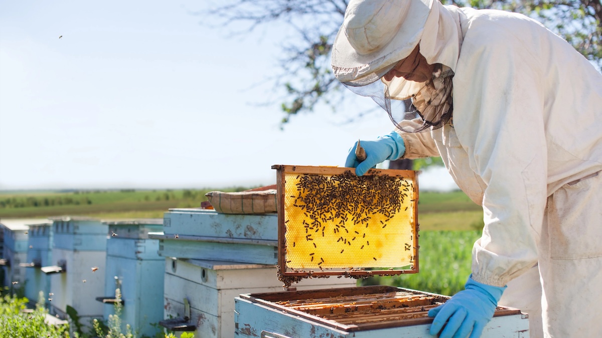Beekeeping for Jesus